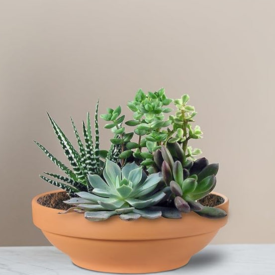 Terra Cotta Pot for Cactus and Succulents- Clay Ceramic Pottery Planter with Drainage Holes