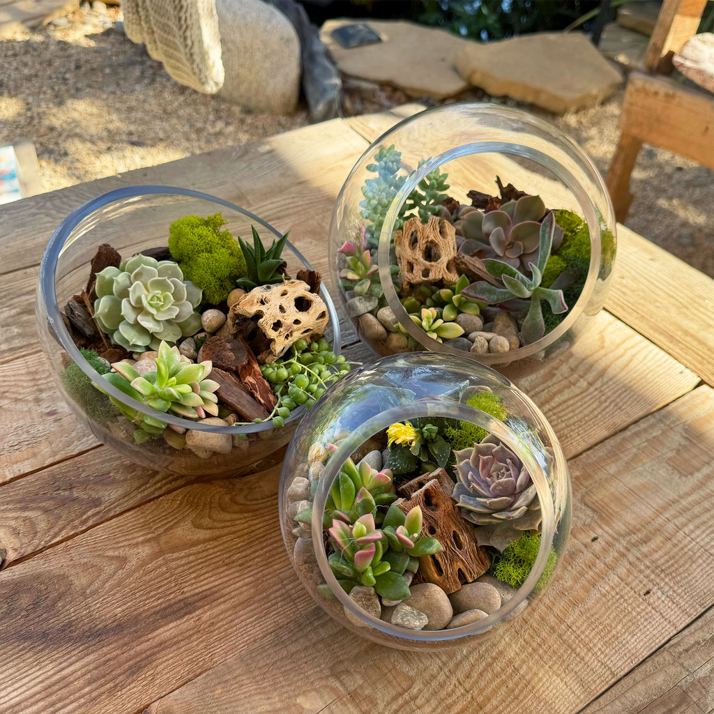 Succulent Terrarium DIY Kit – Full Moon Glass Terrarium Large Planter