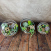 Glass Terrarium With 3 live Plants DIY Kit- Full Moon Glass Small Planter