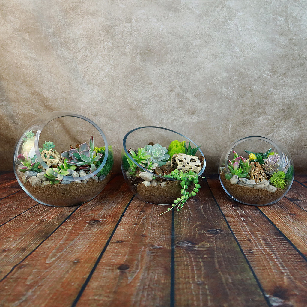 Succulent Terrarium DIY Kit – Full Moon Glass Terrarium Large Planter