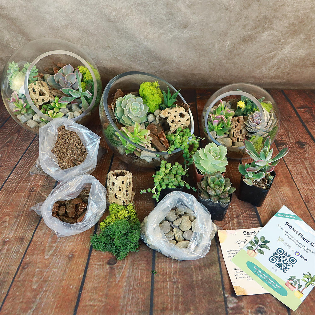 Succulent Terrarium DIY Kit – Full Moon Glass Terrarium Large Planter