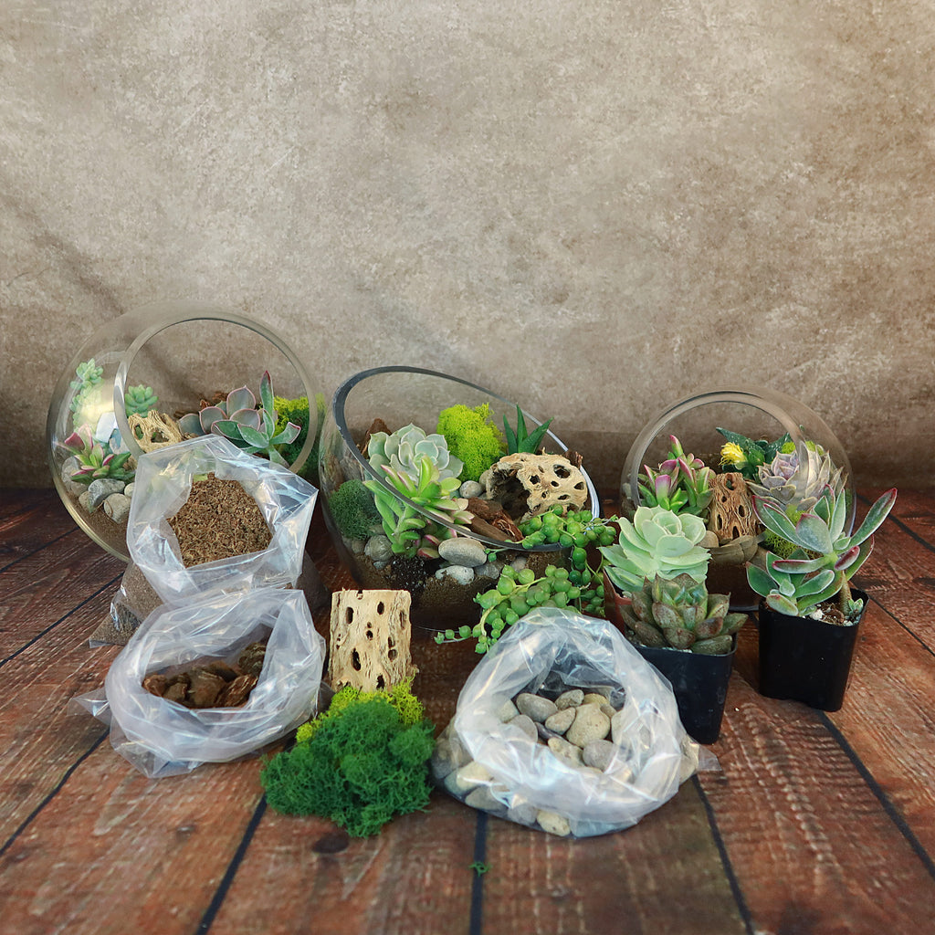 Half Moon Glass Succulent Terrarium DIY Kit - Includes 4 Plants, decorative rocks and more...