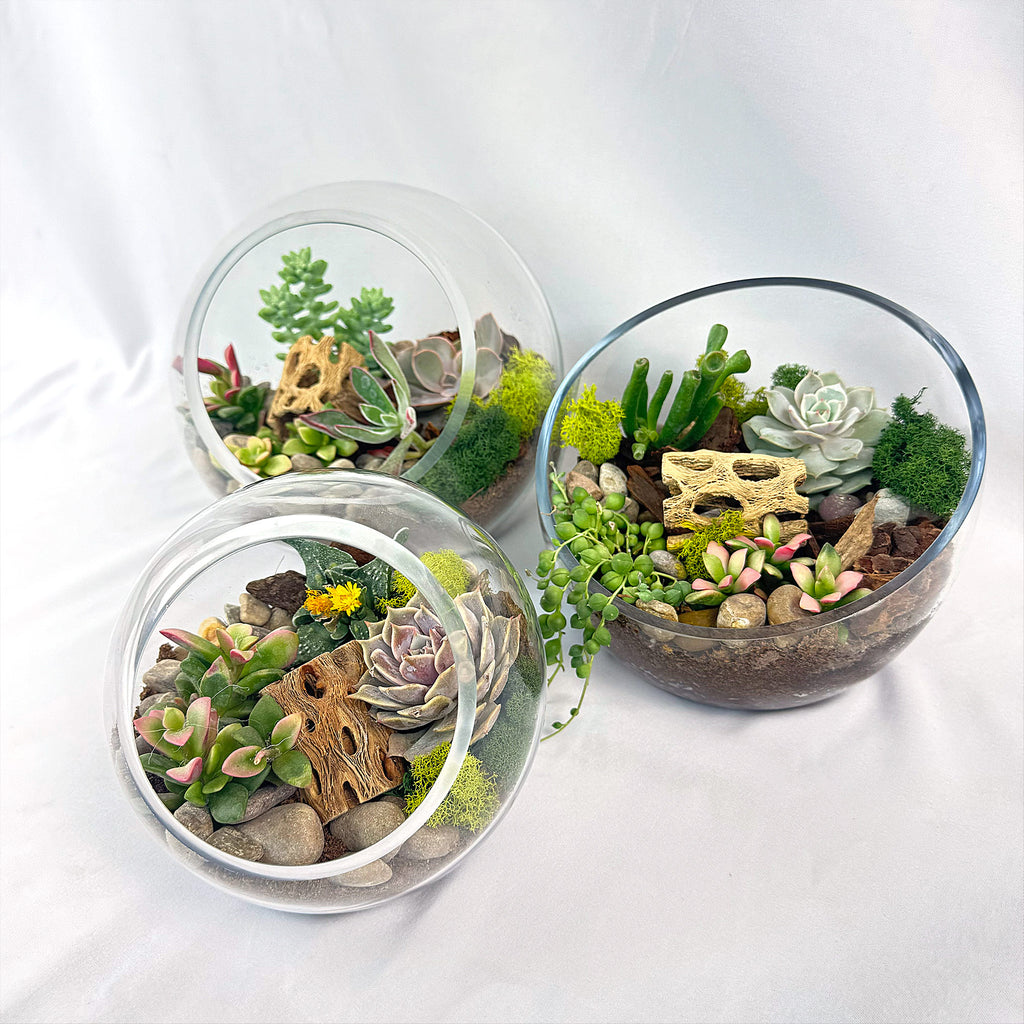Succulent Terrarium DIY Kit – Full Moon Glass Terrarium Large Planter