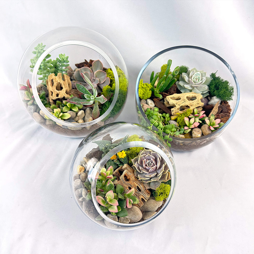 Succulent Terrarium DIY Kit – Full Moon Glass Terrarium Large Planter