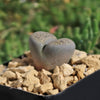 Living Stone - Lithops terricolor peersii