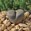 Living Stone - Lithops terricolor peersii