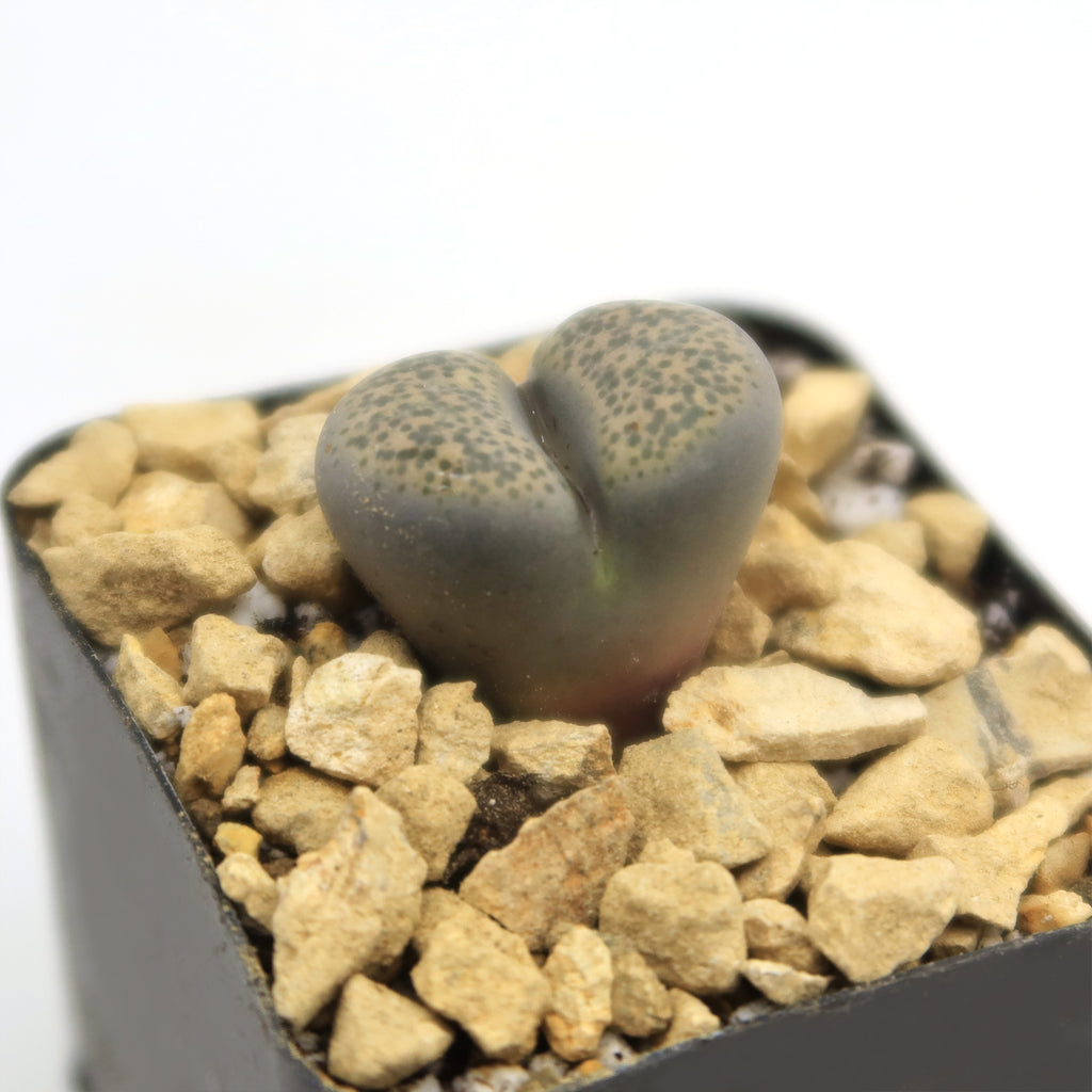 Living Stone - Lithops terricolor peersii