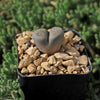 Living Stone - Lithops terricolor peersii