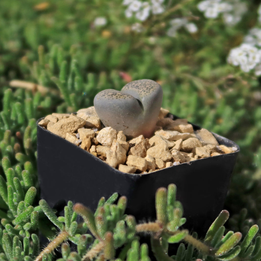 Living Stone - Lithops terricolor peersii