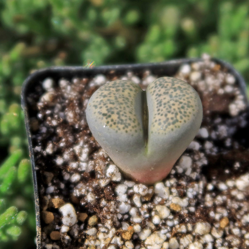 Living Stone - Lithops terricolor peersii