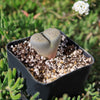 Living Stone - Lithops terricolor peersii