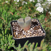 Living Stone - Lithops terricolor peersii