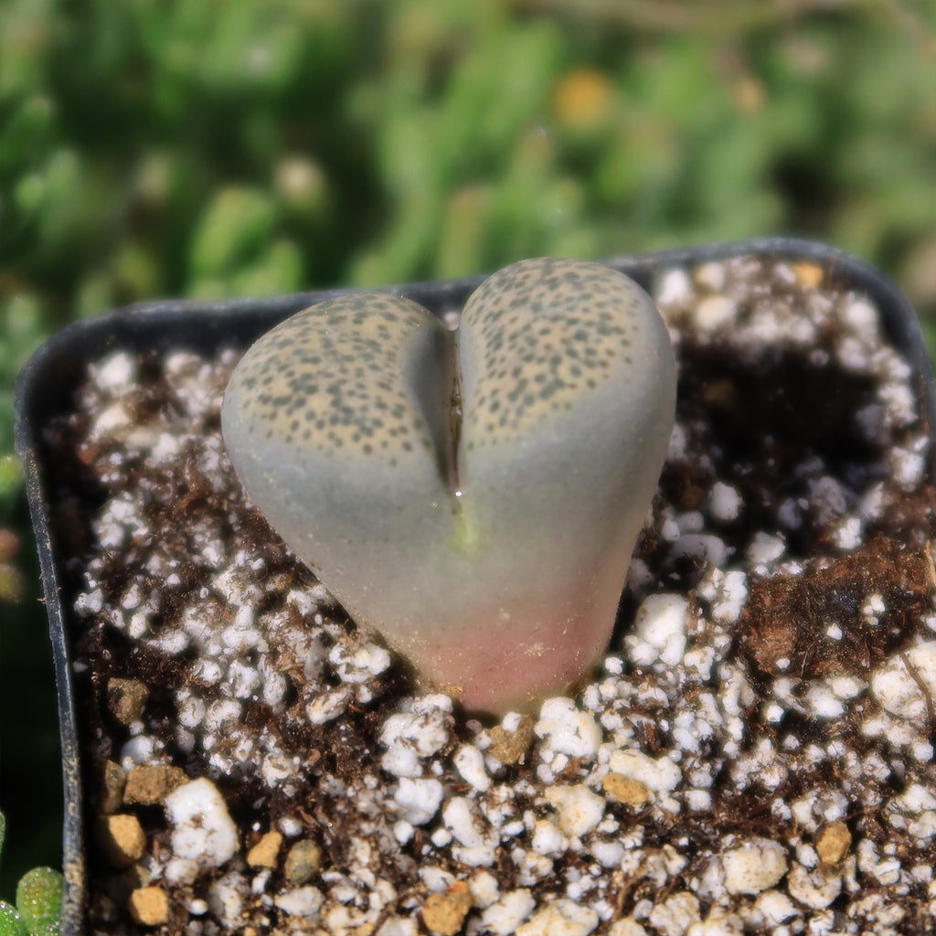 Living Stone - Lithops terricolor peersii