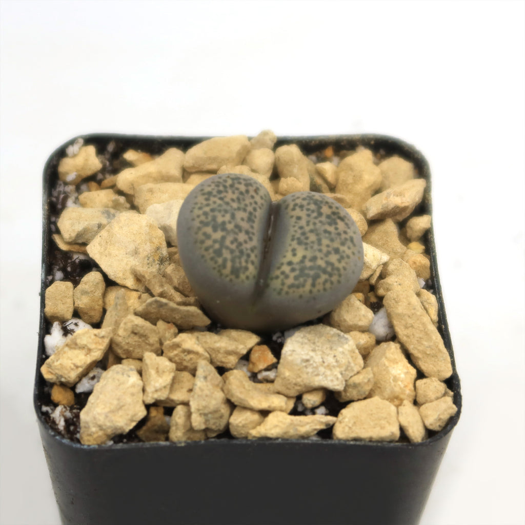 Living Stone - Lithops terricolor peersii