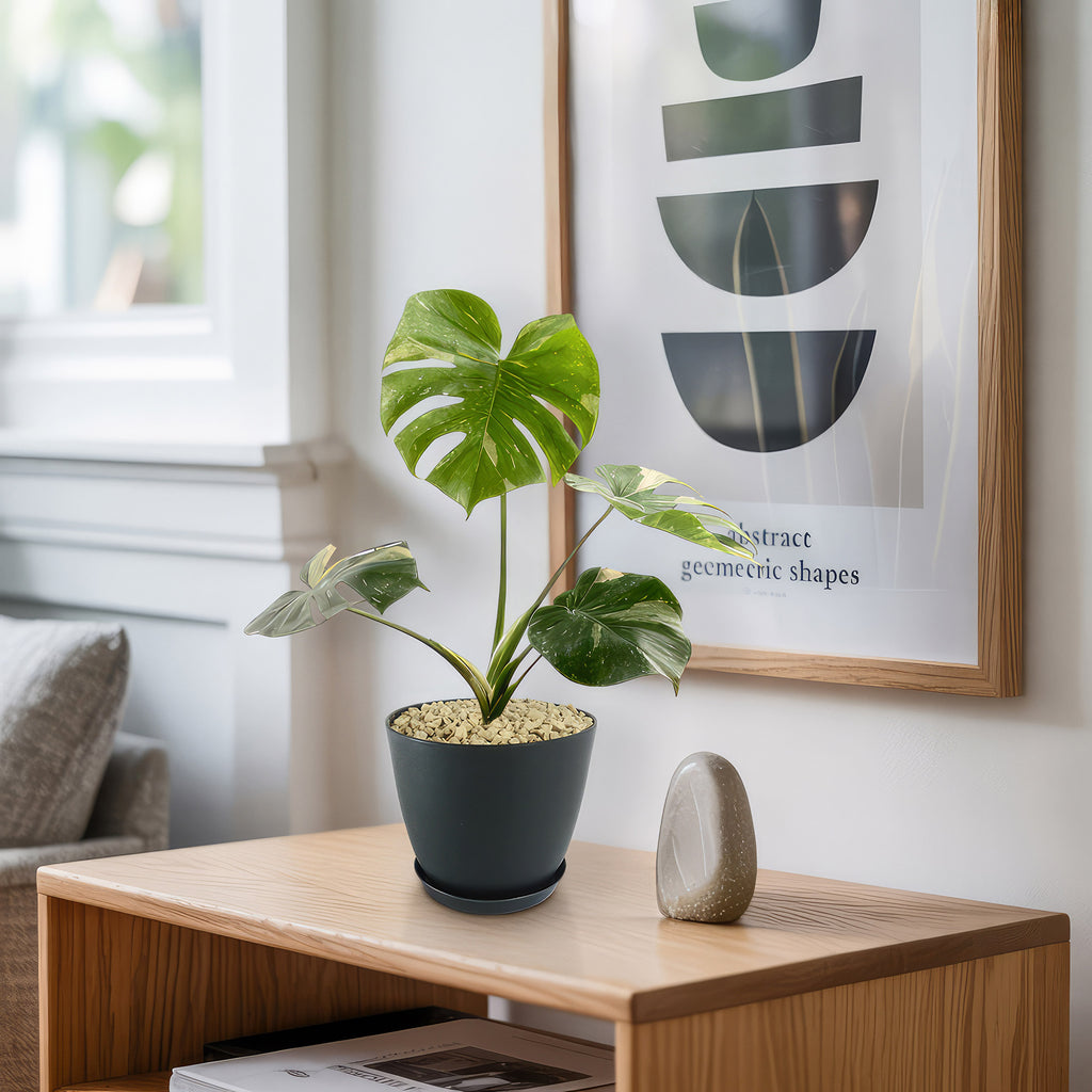 Thai Constellation Monstera  