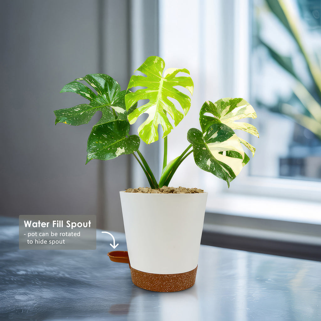 Thai Constellation Monstera  