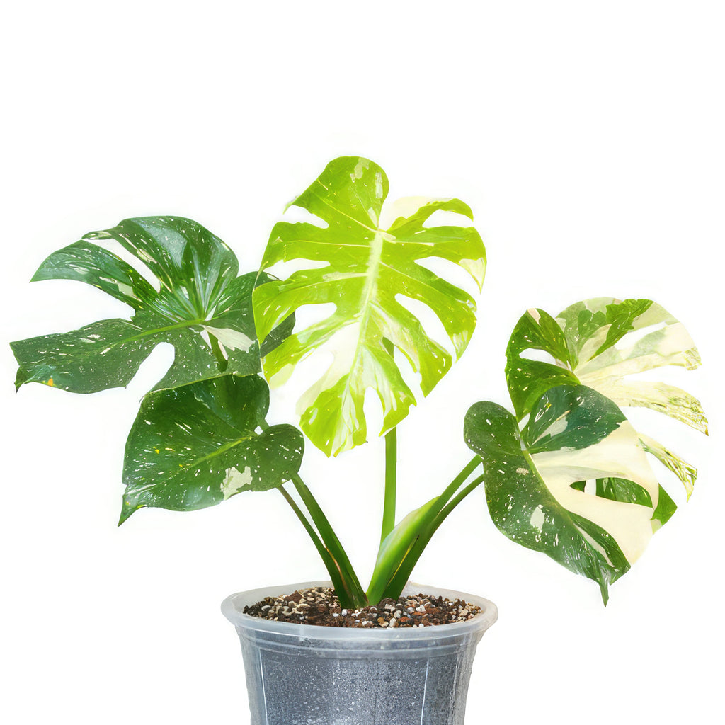 Thai Constellation Monstera  