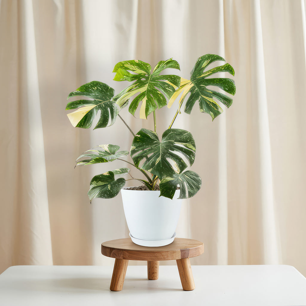 Thai Constellation Monstera  