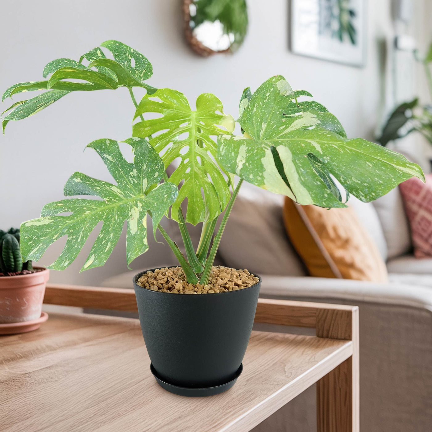 モンステラ タイコンステレーション（Thai Constellation） Monstera Thai Constellations for Sale | FastGrowingTrees.com
