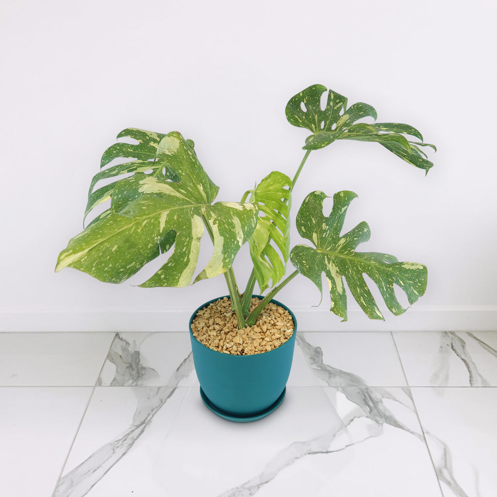 patrol_placeholder_a6ead9acc5af34cb22c78a05ed144ef7