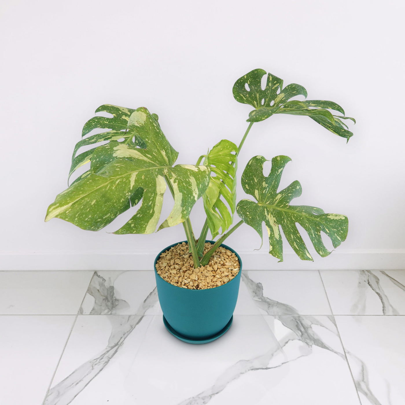 monstera thai constellation seeds Shop 'Thai Constellation Monstera' Care & Growing Guide