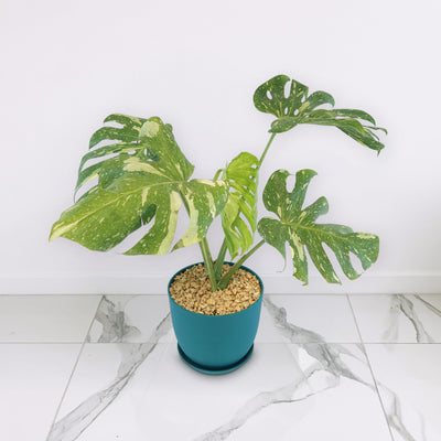 monstera thai constellation mature Shop 'Thai Constellation Monstera' Care & Growing Guide