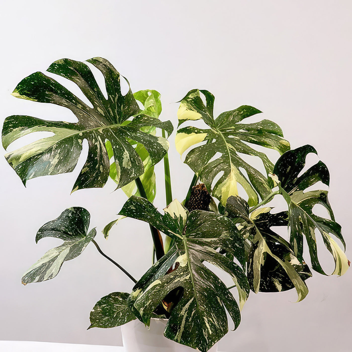 costa farms monstera thai Thai Constellation Monstera 8" Pot / Self Watering / With Pot