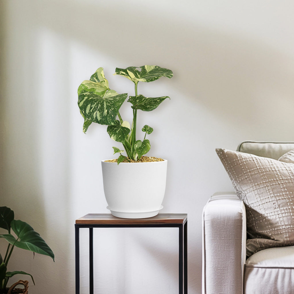 Thai Constellation Monstera  