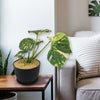 Thai Constellation Monstera  