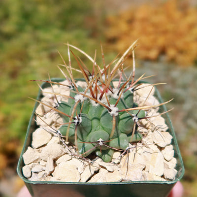 Thelocactus lophothele