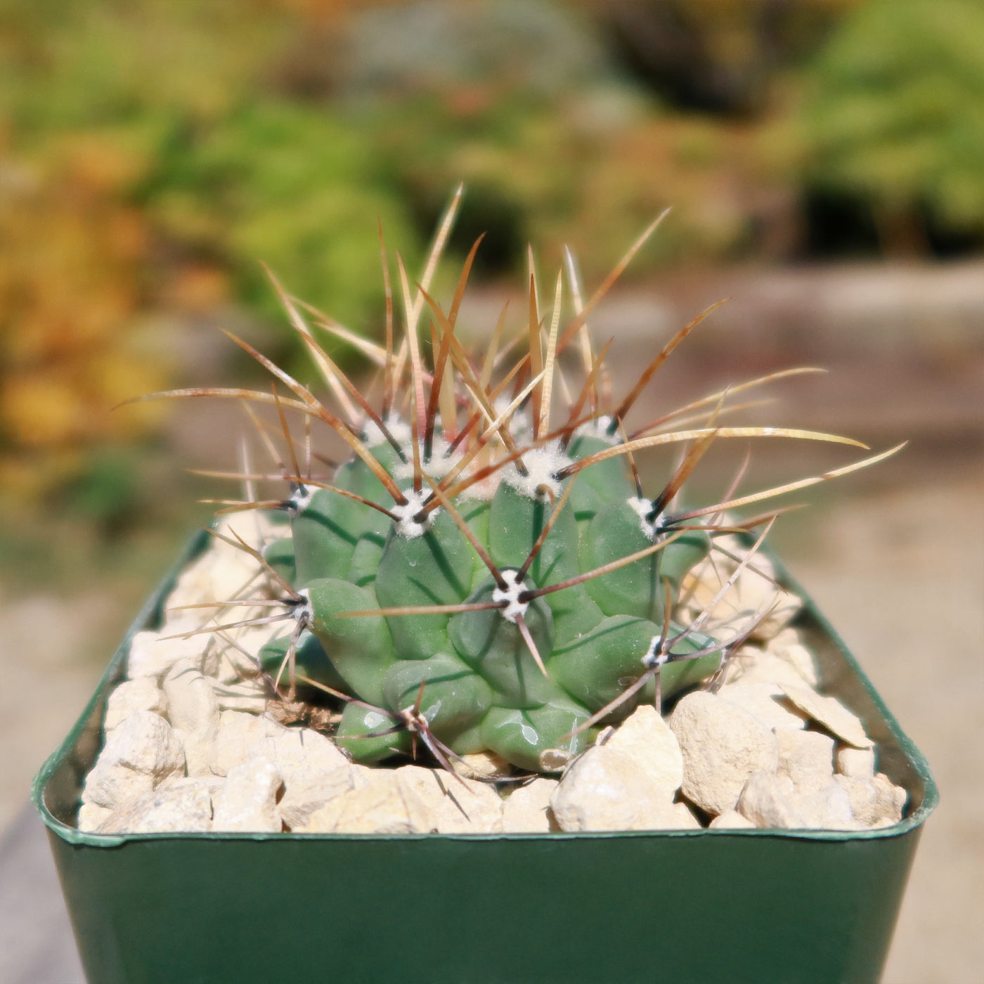 Thelocactus lophothele