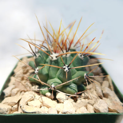 Thelocactus lophothele