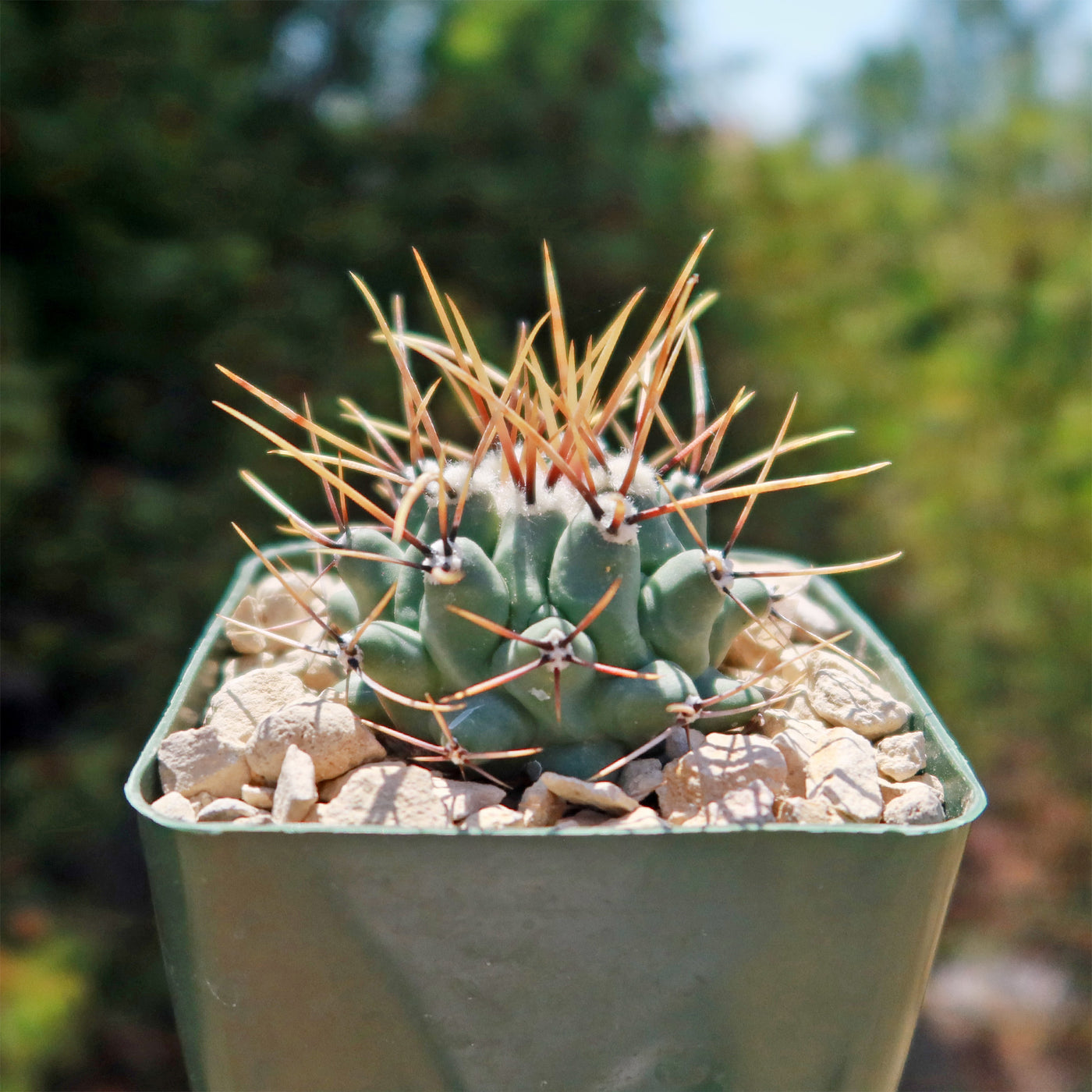 Thelocactus lophothele