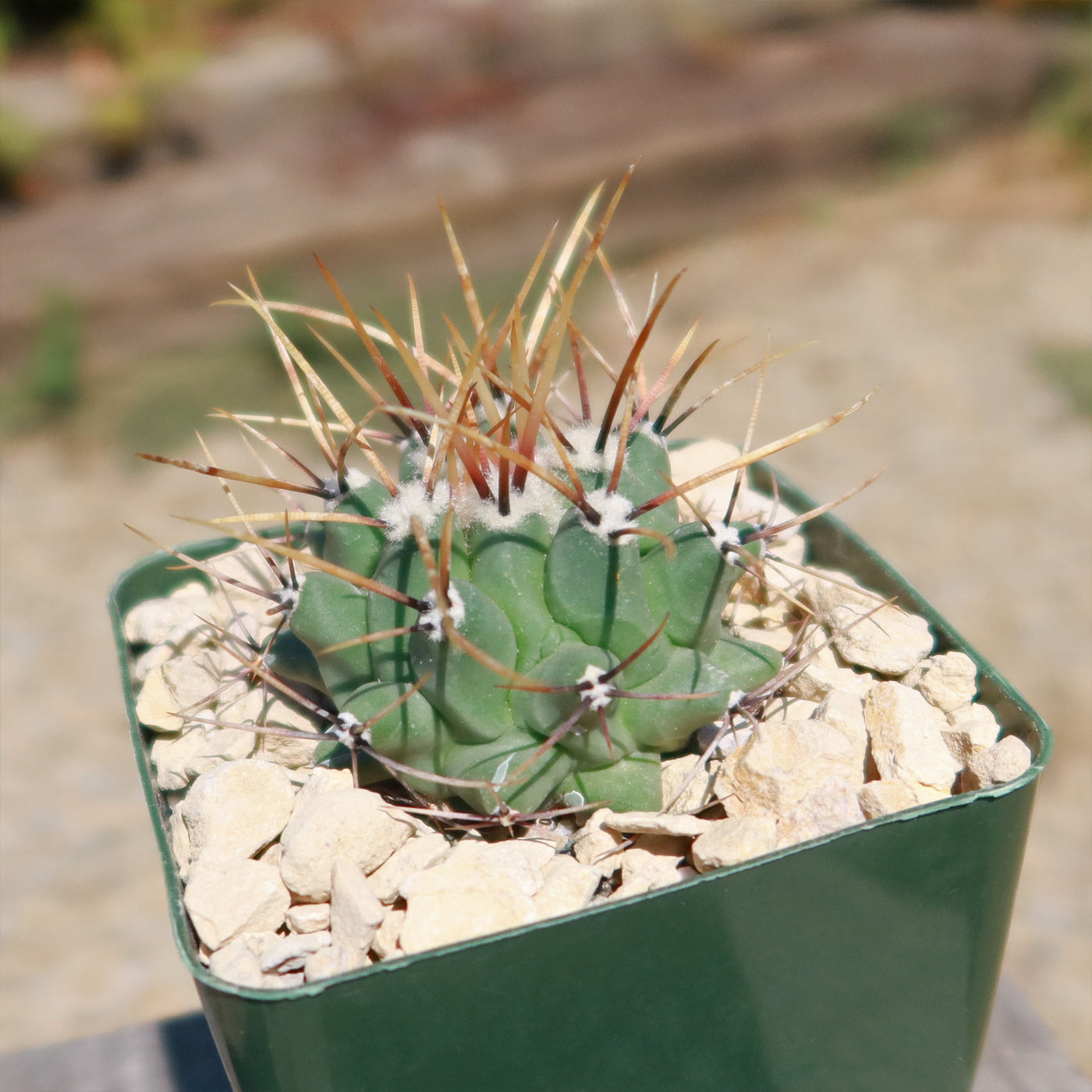 Thelocactus lophothele