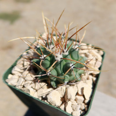 Thelocactus lophothele