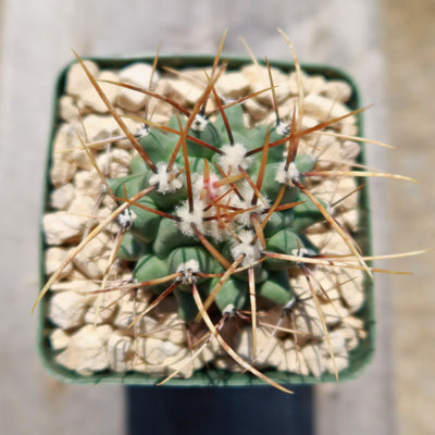 Thelocactus lophothele