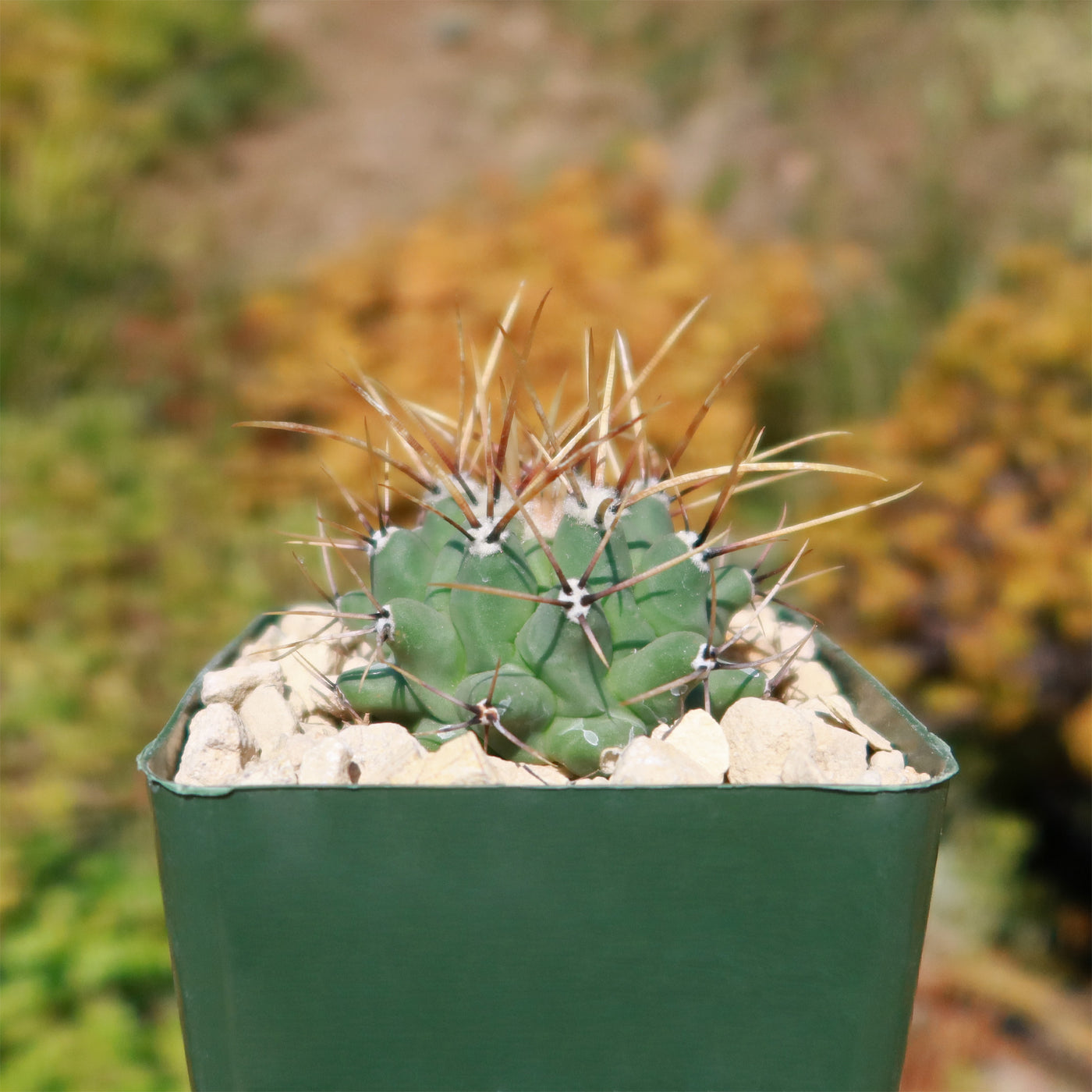 Thelocactus lophothele