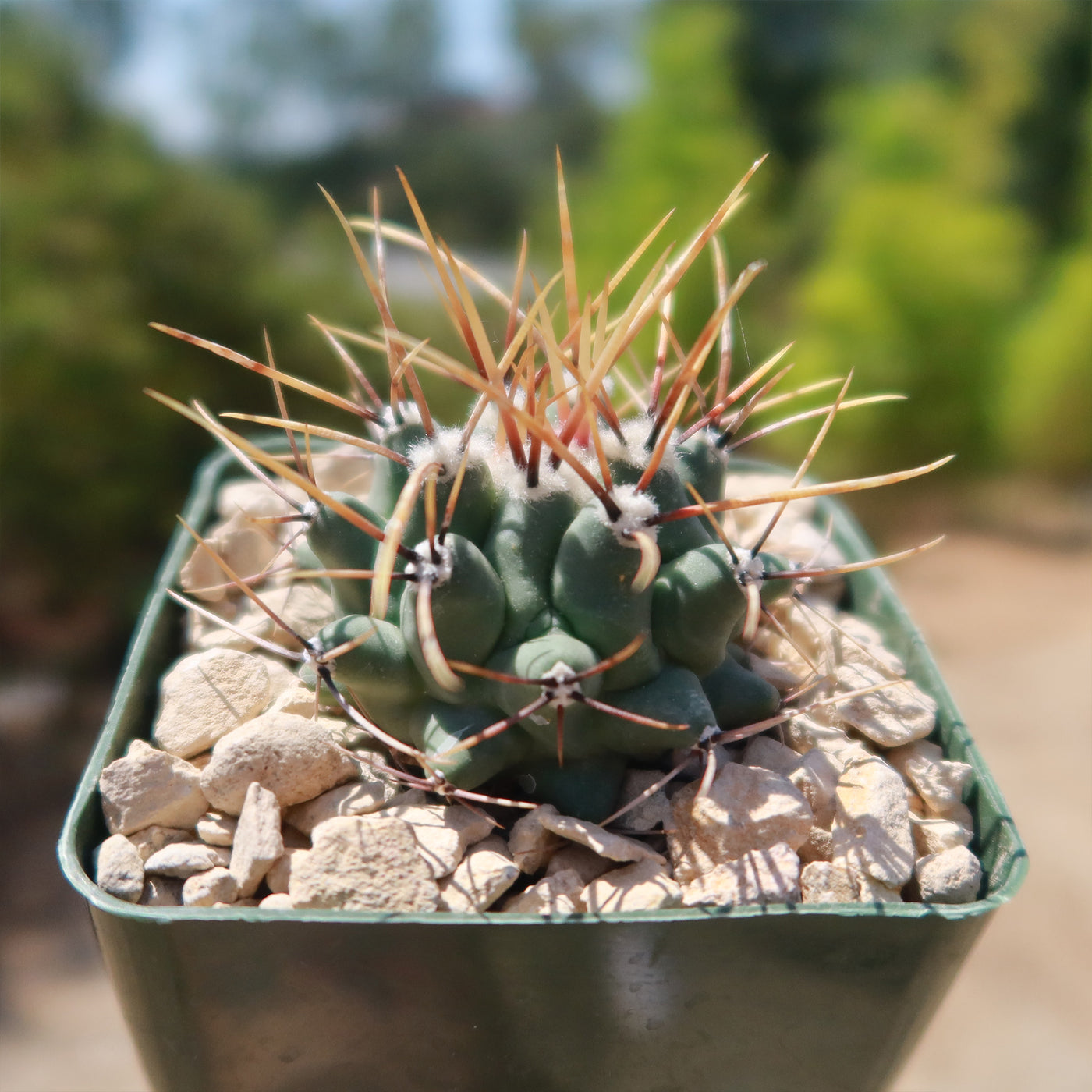 Thelocactus lophothele