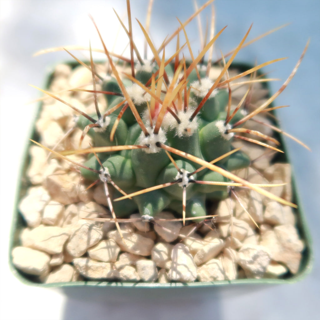 Thelocactus lophothele
