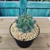 Thelocactus lophothele