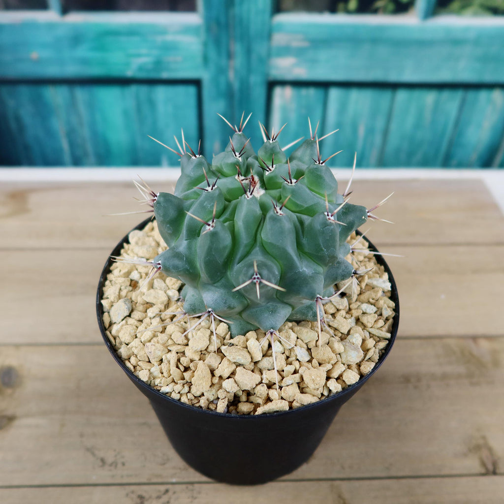 Thelocactus lophothele