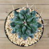 Thelocactus lophothele