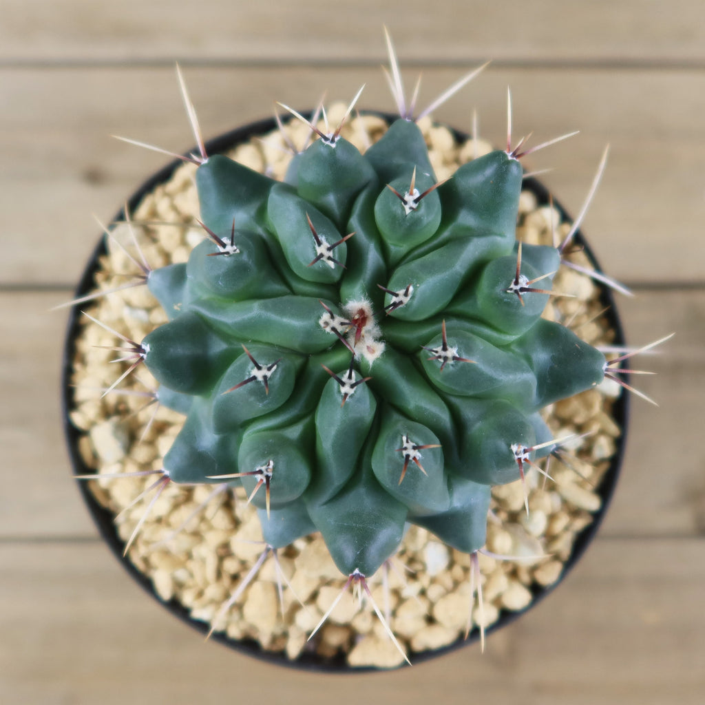 Thelocactus lophothele
