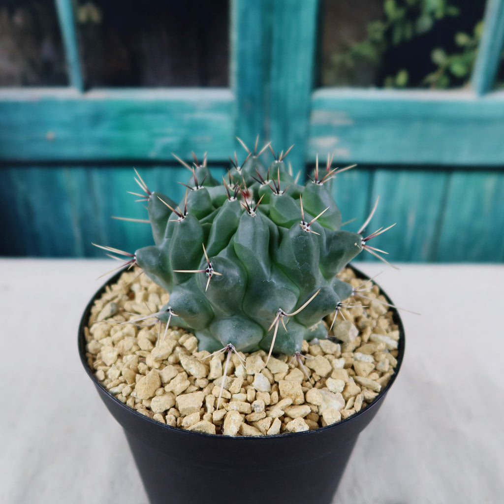 Thelocactus lophothele