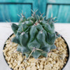 Thelocactus lophothele