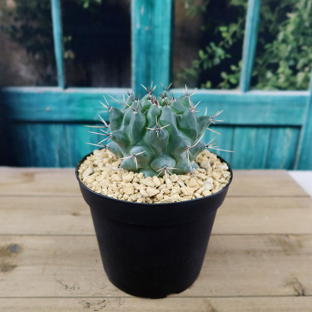 Thelocactus lophothele