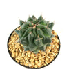 Thelocactus lophothele