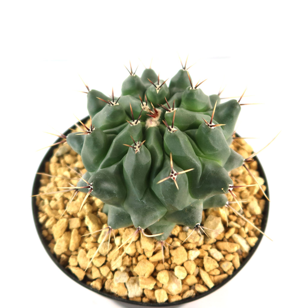 Thelocactus lophothele