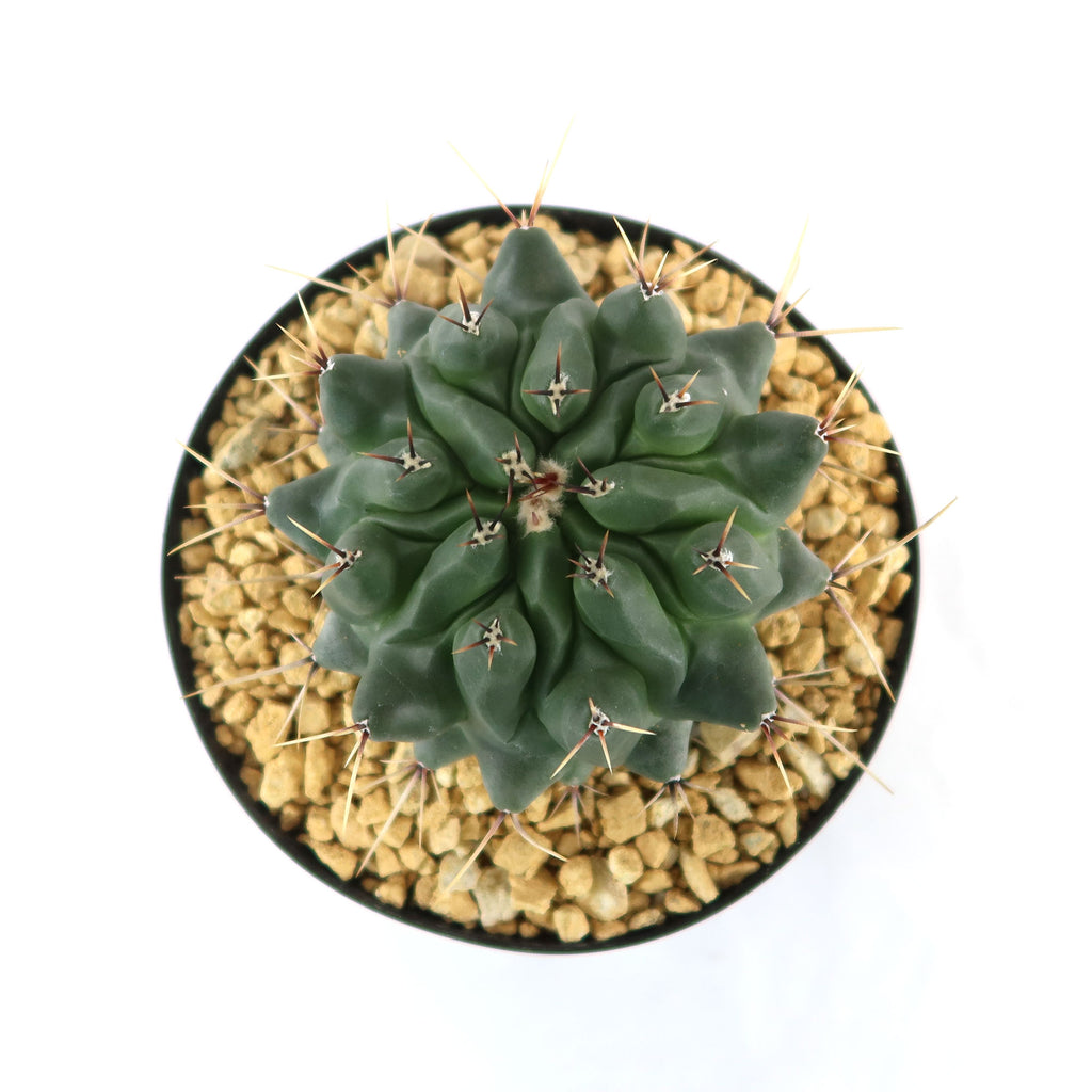Thelocactus lophothele