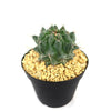 Thelocactus lophothele